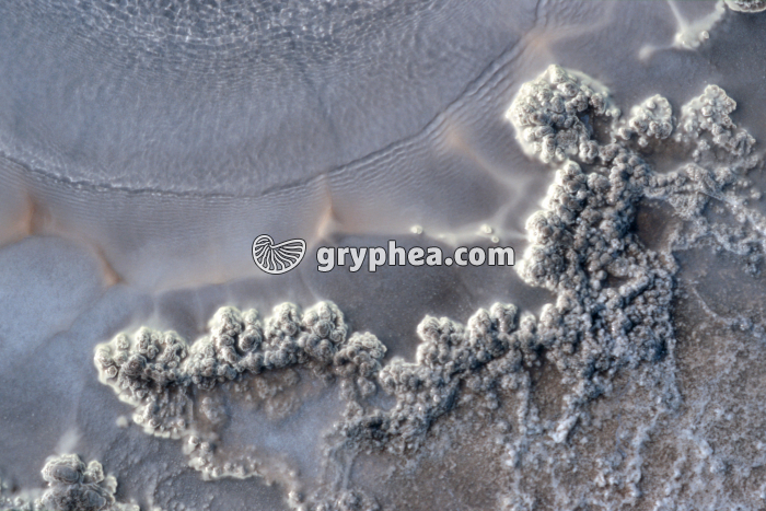 Source chaude avec dépôts cristallins (Hveravellir, Islande) - gryphea.org